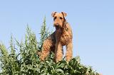 AIREDALE TERRIER 025
